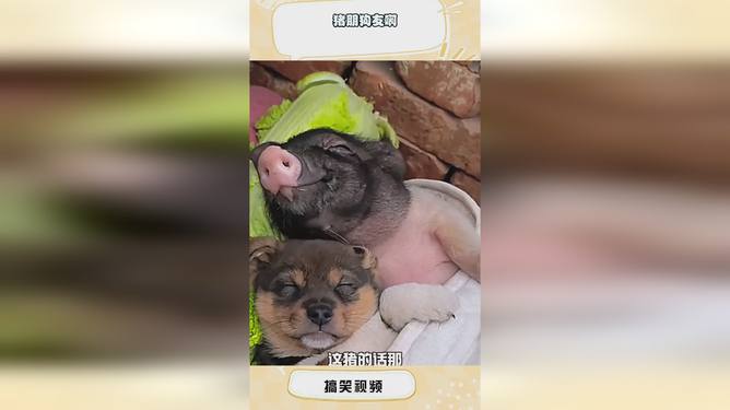 猪朋狗友打一个正确生肖,警惕虚假宣传落实,实时解答解释落实